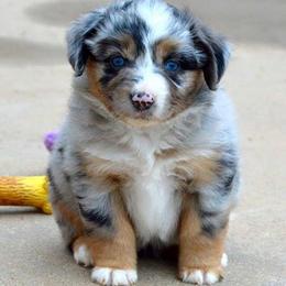 Russell Terrier, Miniature Australian Shepherd, and Toy Australian Shepherd Puppies from Rustic Lace Mini Aussies