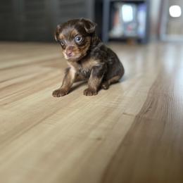 Puppy 1 - Chocolate and tan male Yorkshire Terrier puppy in Kissimmee, Florida from The Yorkie House