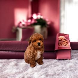 Kevin - Red  male Poodle puppy in Davie, Florida from Dave Poodles