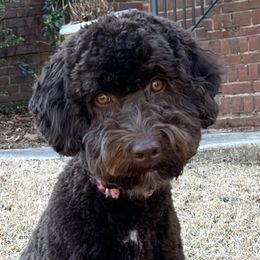 Hazel - Australian Labradoodle