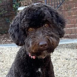 Hazel - Australian Labradoodle