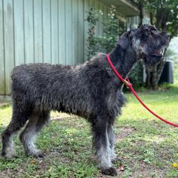 C I R C E - Pepper and salt female Giant Schnauzer puppy in Goodrich, Texas from Silver Creek Giant Schnauzers