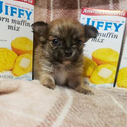 Cornbread - Blue fawn male Chihuahua puppy in Williamsburg, Virginia from Chloe & Friends