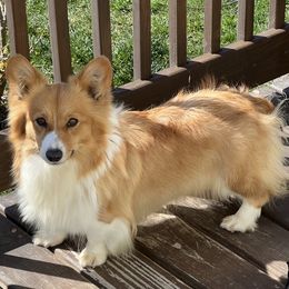 Stella - Pembroke Welsh Corgi