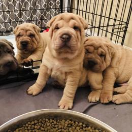 Chinese Shar-Pei Puppies from HapPei House of Wrinkles