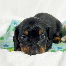 Skittles - Black and tan female Dachshund puppy in Sacramento, California from MiniDoxPups