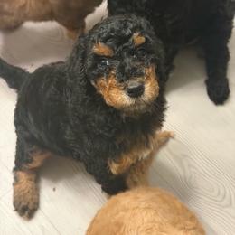 Cookie - AKC Limited - Phantom female Poodle puppy in Haines City, Florida from Noelle Poodles