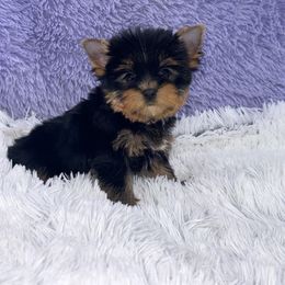 Yorkshire Terrier Puppies from The Royal Yorkie Den LLC