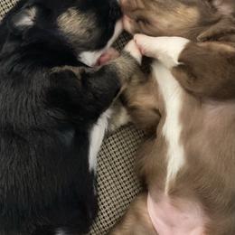 Australian Shepherd Puppies from Echolight Australian Shepherds