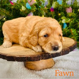 Fawn - Apricot female Goldendoodle puppy in Smithville, Tennessee from Gingerdoodles