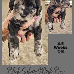 Black Merle Abstract Male - Merle male Cockapoo puppy in Stayton, Oregon from MoSa Ranch Cockapoos