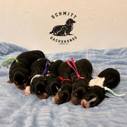 Hook - Black and cream male Dachshund puppy in Ramona, Oklahoma from Schmitt Dachshunds