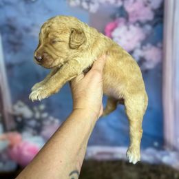 Scuba - Apricot female Goldendoodle puppy in Grove, Oklahoma from Guinn Family Farms