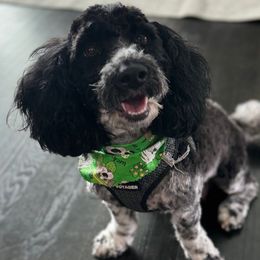 Diamond - Goldendoodle