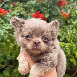 Astro - Chocolate blue male Chihuahua puppy in Newport Beach, California from Exotic City Pomeranians and chihuahuas