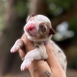 Peaches - Red merle female Australian Shepherd puppy in Orlando, Florida from Skaky Shepherds