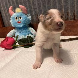 Collie Puppies from A/K Rough Collies