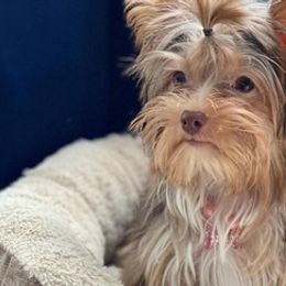Maltese, Poodles, and Yorkshire Terriers from La’s Sweet Babies