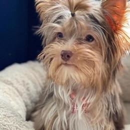 Maltese, Poodles, and Yorkshire Terriers from La’s Sweet Babies