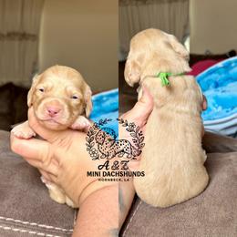 Outlaw - Cream male Dachshund puppy in Hornbeck, Louisiana from A&Z Mini Dachshunds