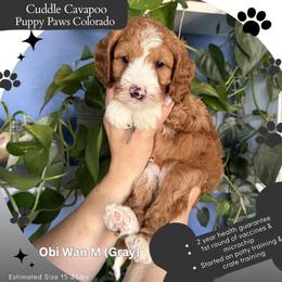 Obi Wan - Red male Cavapoo puppy in Fort Lupton, Colorado from Puppy Paws Colorado