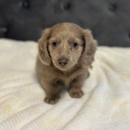 Bella - Fawn (isabella) and cream female Dachshund puppy in Newport, Tennessee from Justice Doxies