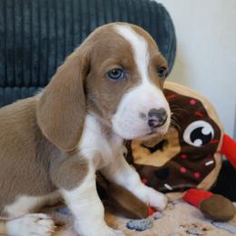Zeus - Blue tan and white male Basset Hound puppy in Pflugerville, Texas from Mountain Momma Bassets