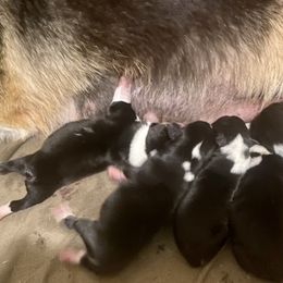 Pembroke Welsh Corgi Puppies from Flat town corgis