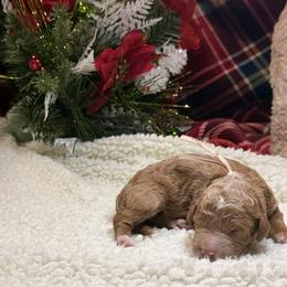 Girl 4 - female Goldendoodle puppy in New Iberia, Louisiana from Crystal's Goldendoodles