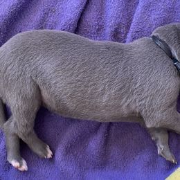 Black collar - Blue female Greyhound puppy in Alamogordo, New Mexico from Trapple's Custom K-9's