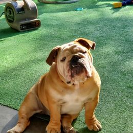Beatrice - Bulldog