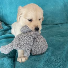 Priscilla - Light golden female Golden Retriever puppy in Ennis, Texas from Amberidge Golden Retrievers