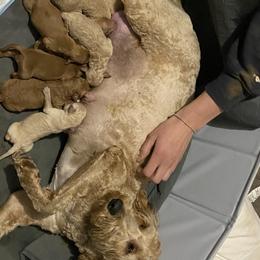 Nova - Goldendoodle