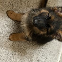 German Shepherd Puppies from Rain's Legacy German Shepherds