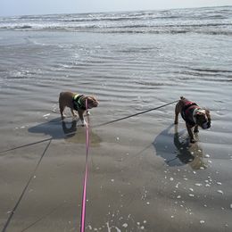 Bulldog All Grown Up from Momma Bear’s bulldogs