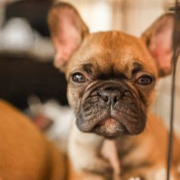French Bulldog Puppies from For The Love of Frenchies