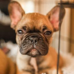 French Bulldog Puppies from For The Love of Frenchies