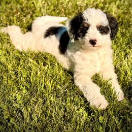 Bolt - Black and white male Assorted Doodle Crosses puppy in Ohio from Holley Doodles