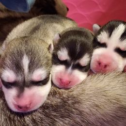Siberian Husky Puppies from Trish's Siberians