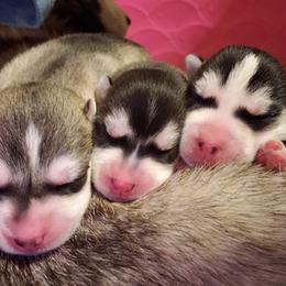 Siberian Husky Puppies from Trish's Siberians