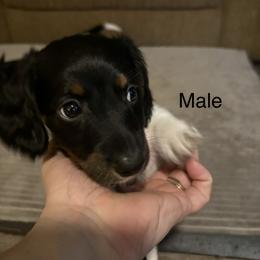 Preacher - Black and tan male Dachshund puppy in Smyrna, Tennessee from Sias Select Dachshunds