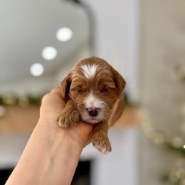 Honey - Red  female Goldendoodle puppy in Rio Linda, California from Plush Doodles