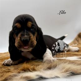 Lilo - Black white and brown female Basset Hound puppy in Dingess, West Virginia from Tuckers' Howling Hounds
