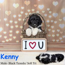 Kenny - Phantom male Poodle puppy in Kenyon, Minnesota from Country Breeze Poodles