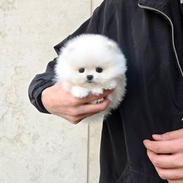 Pomeranian puppies from Teddy-Faced Teacup Pomeranians