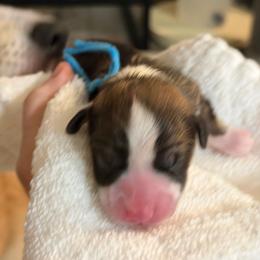 Blue - Sable male Pembroke Welsh Corgi puppy in Wheatland, California from Emerald Corgis