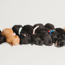 Cavapoo Puppies from PuppybuddyUSA