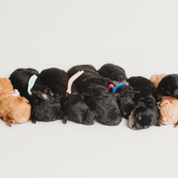 Cavapoo Puppies from PuppybuddyUSA