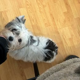 Dani - Yorkshire Terrier