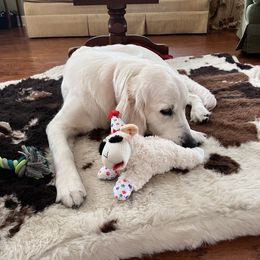 Golden Retriever All Grown Up from Vicki Wall's Golden Retrievers
